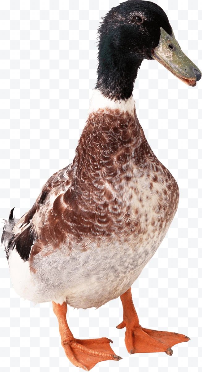 Duck with brown and white feathers, green beak, and orange legs on background