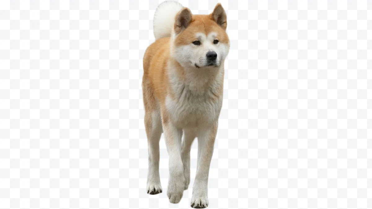 Brown and white Akita Inu dog standing with curled tail