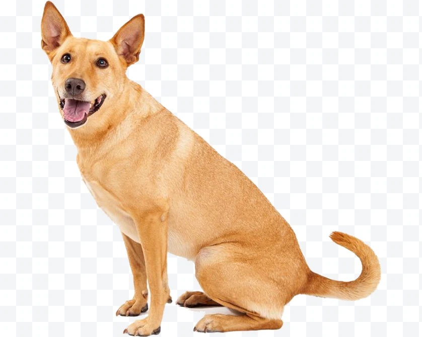 Light brown dog sitting with upright ears and happy expression