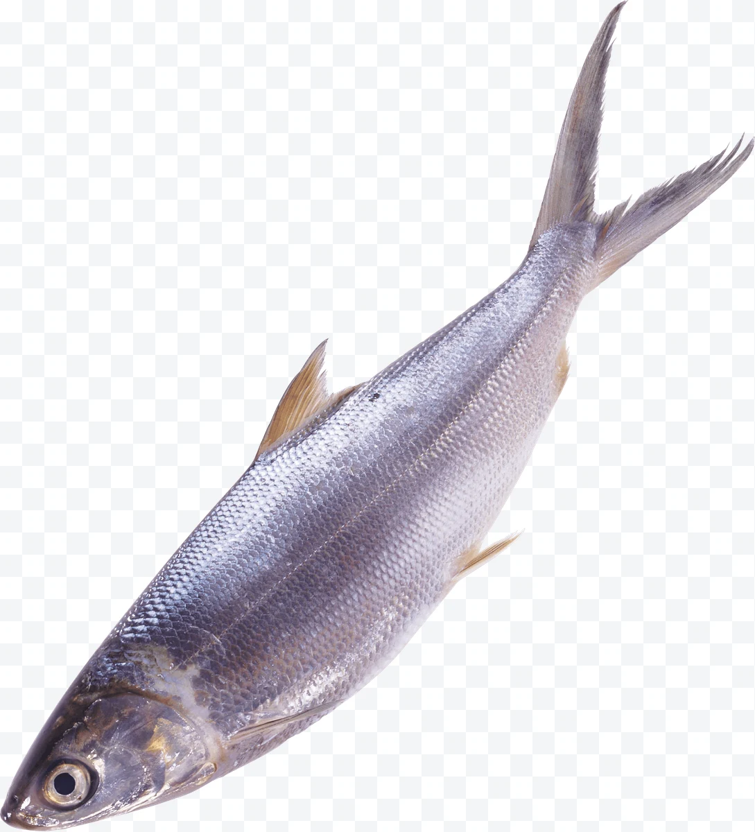 Silver fish with scales seen from the side on a white background