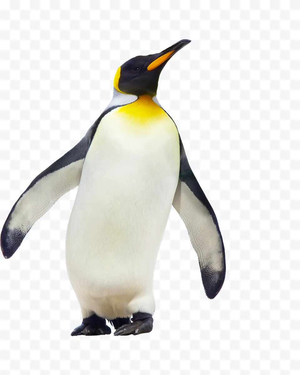 King penguin
