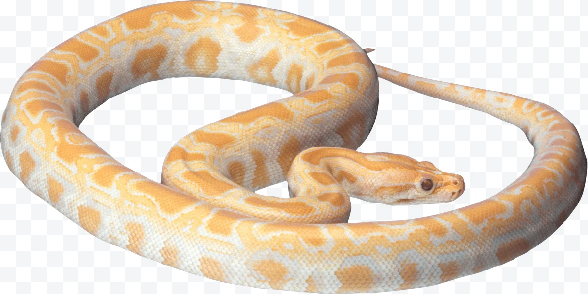 Yellow and white albino python coiled