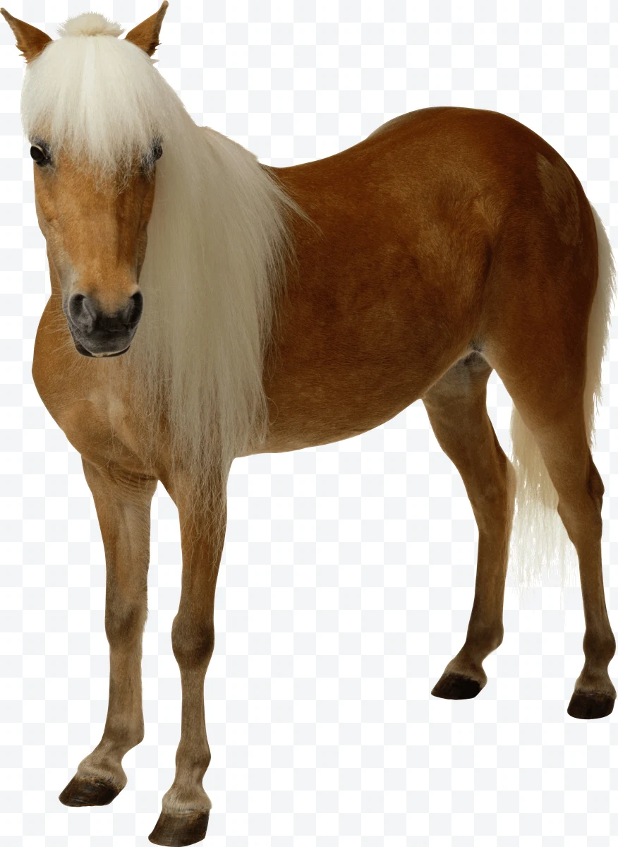 Brown pony with white mane and tail standing on a white background