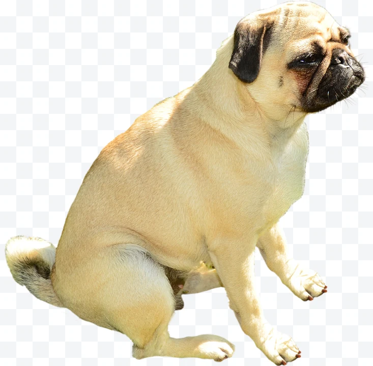 Beige pug sitting with black face seen from the side