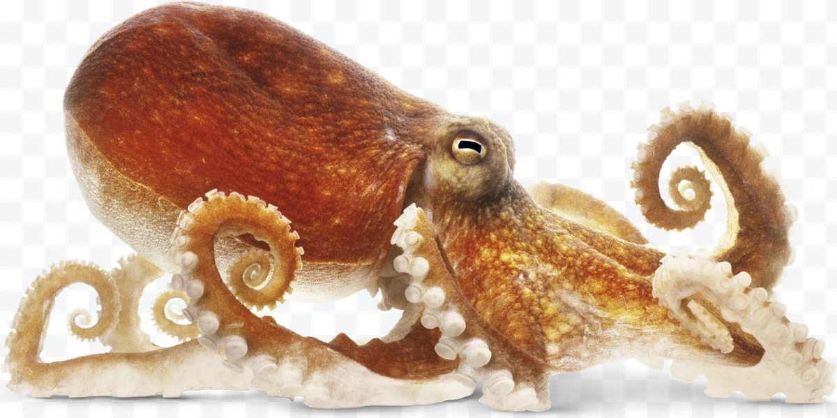 Octopus