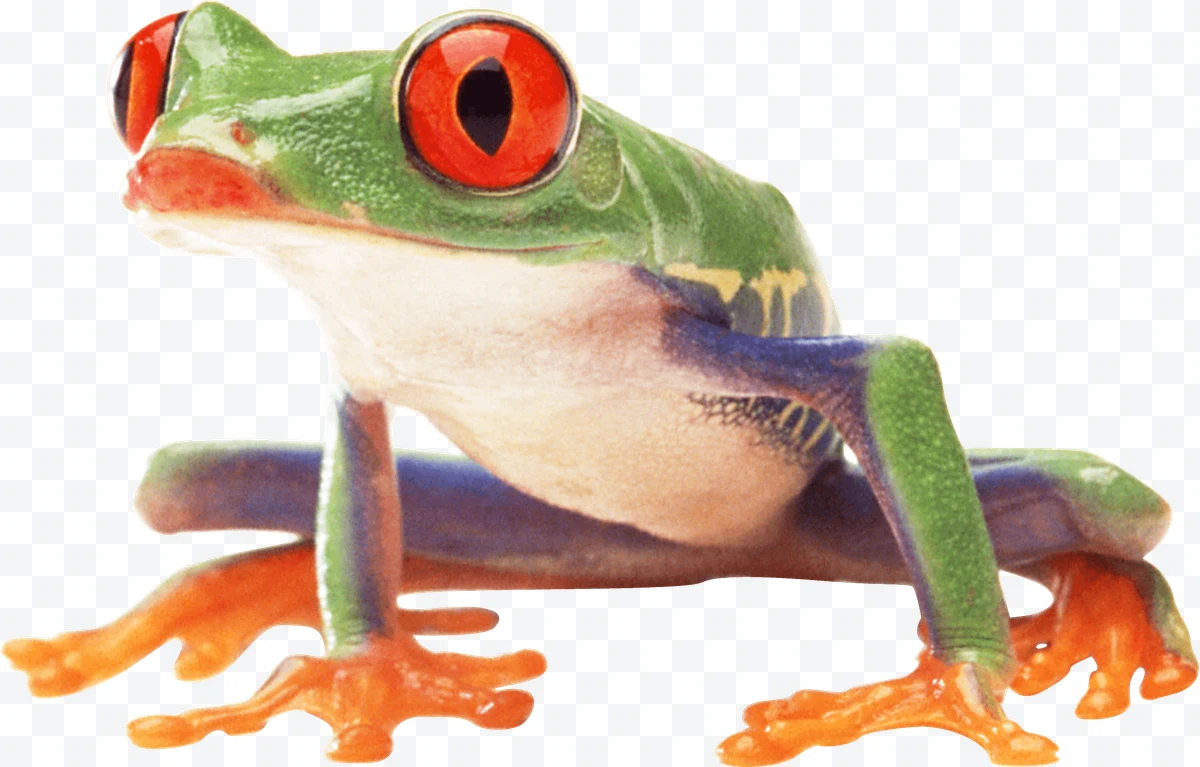 Front view of a green red-eyed frog with orange legs
