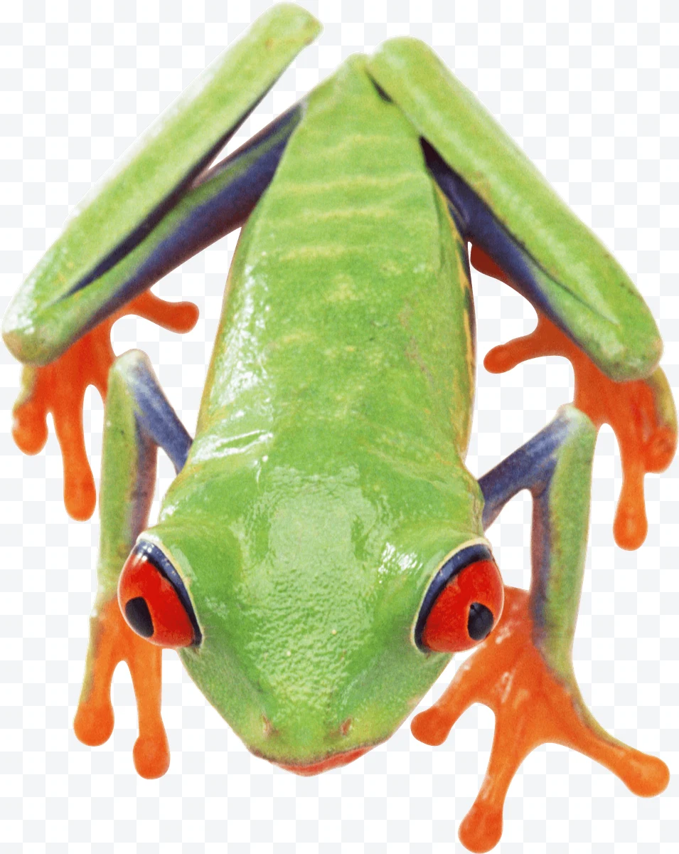 Green frog with red eyes and orange legs viewed from above