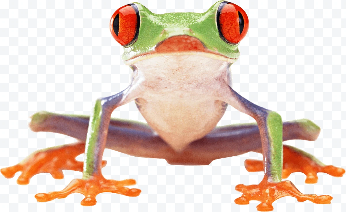 Green frog with red eyes and orange legs seen from the front.