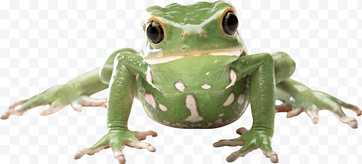 Green frog