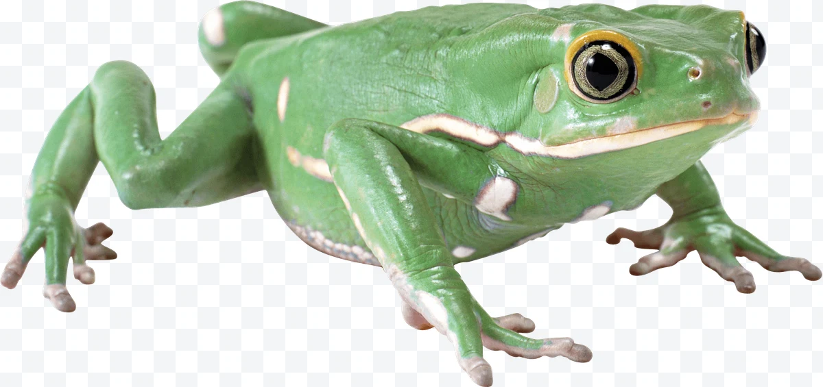 Green frog with white spots on a white background.