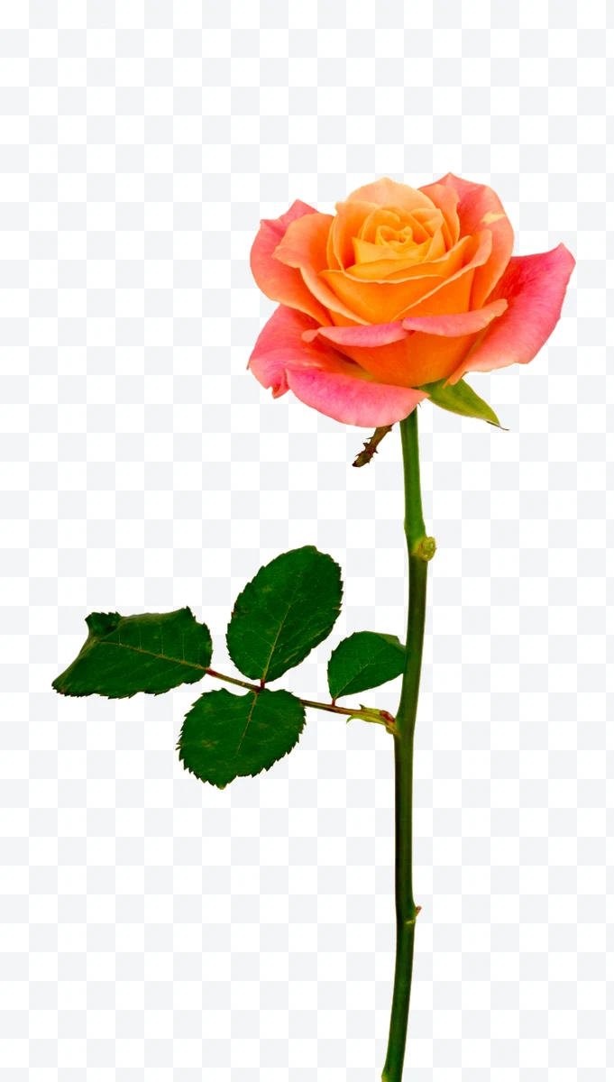Orange rose with pink edges and green leaves on a long stem.