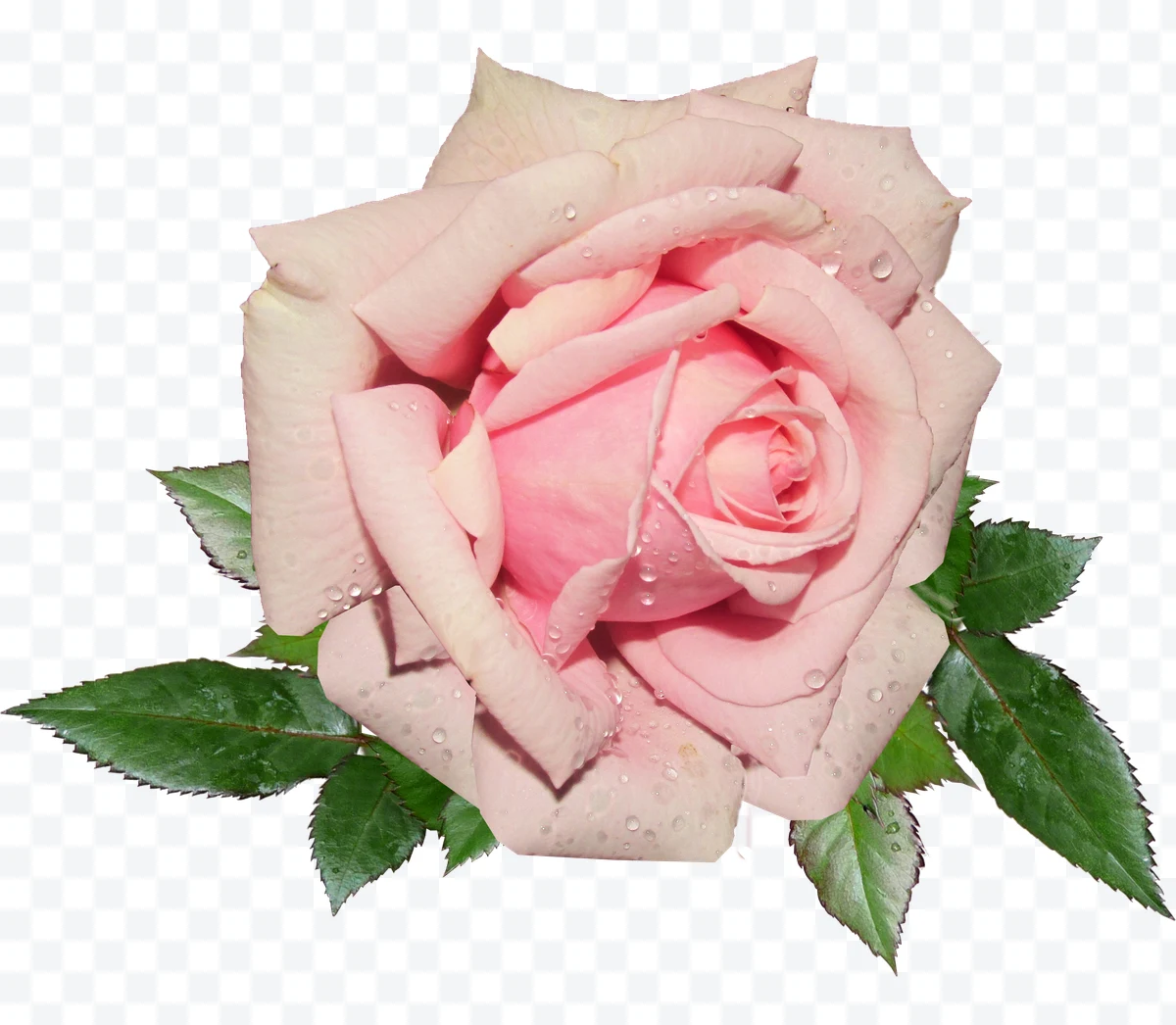 Pink rose with water droplets