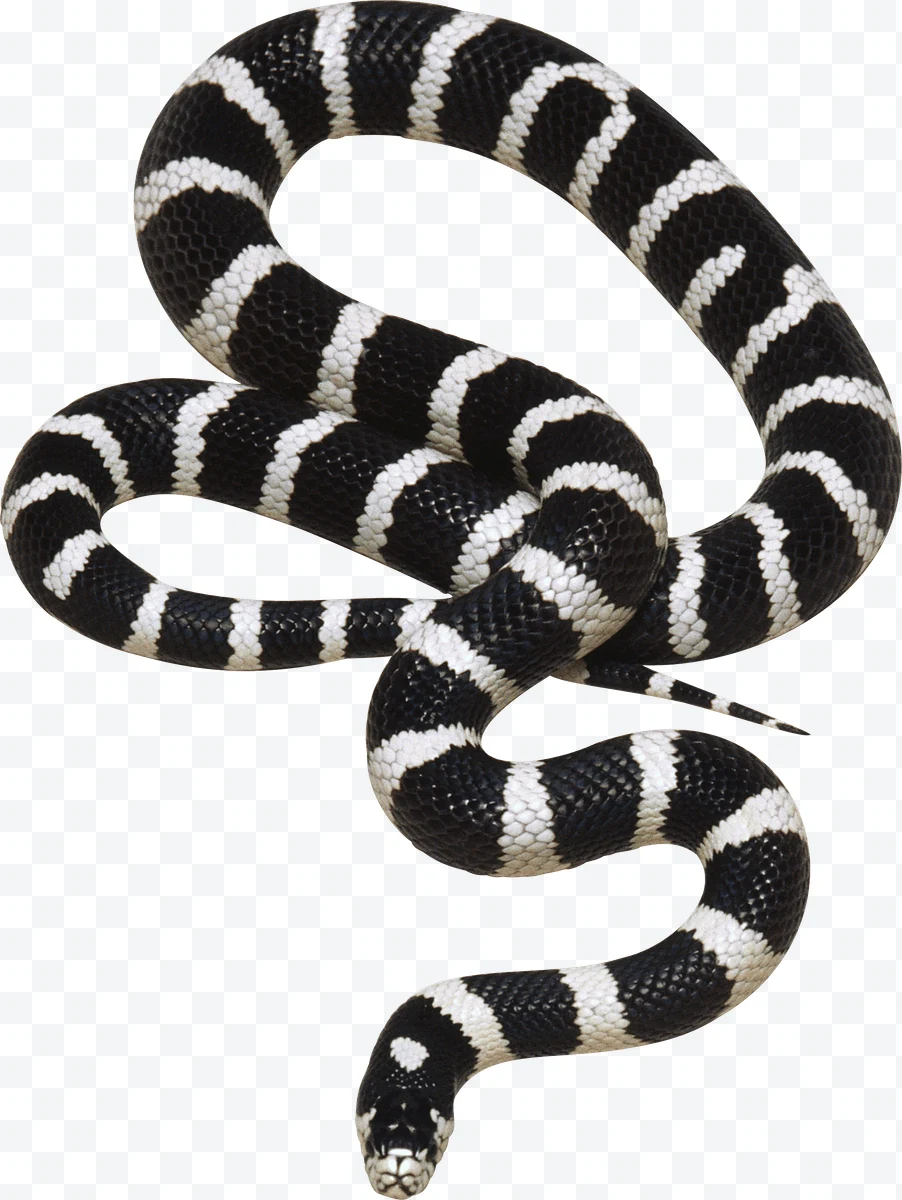 Snake with white and black bands coiled