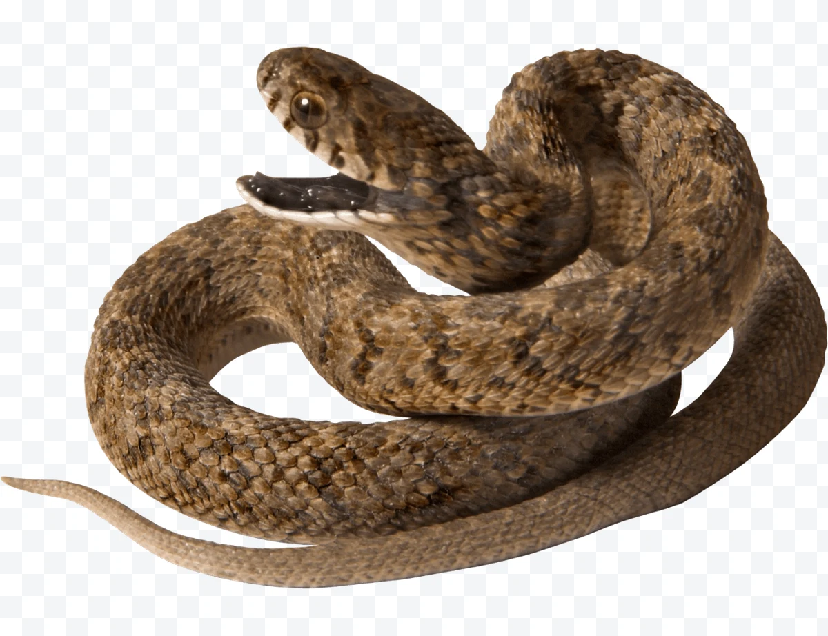 Snake