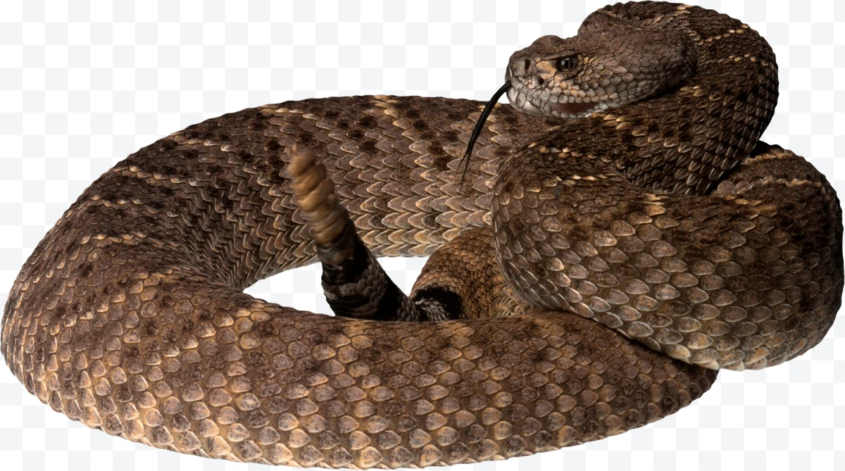 Rattlesnake