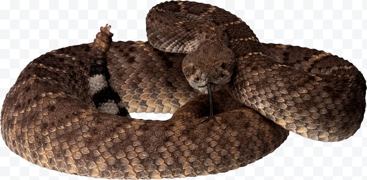 Brown rattlesnake coiled with forked tongue out