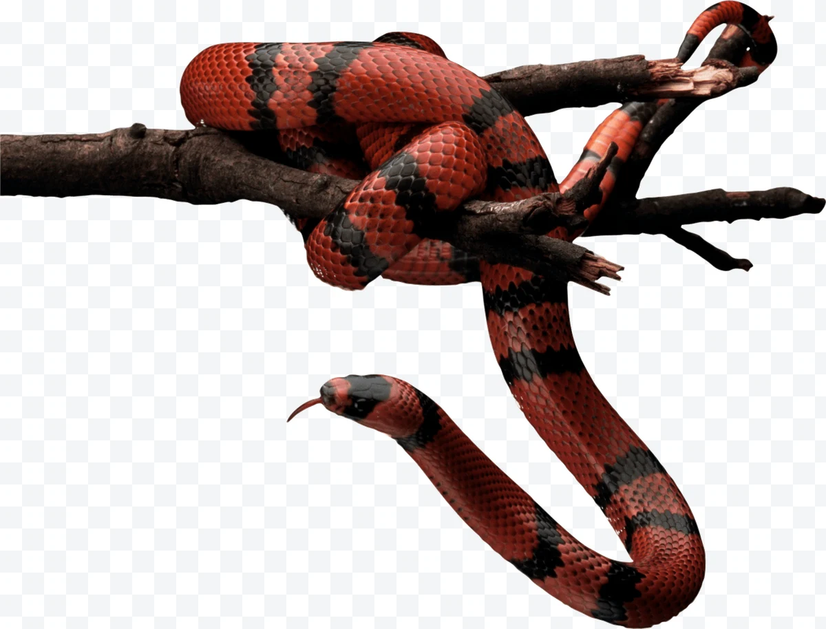 Coral snake