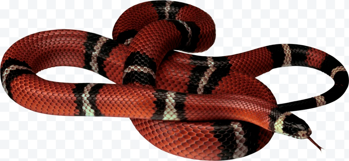 Coral snake with coiled body and red, black, and white scales