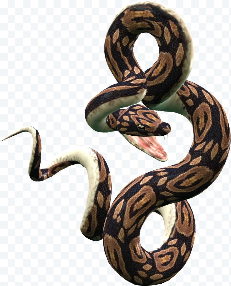 Coiled python snake with open mouth showing fangs.