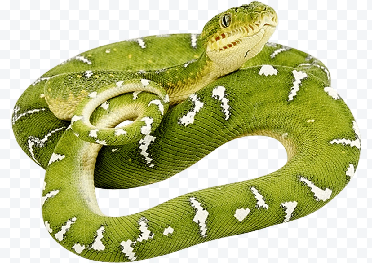 Green snake with white spots coiled