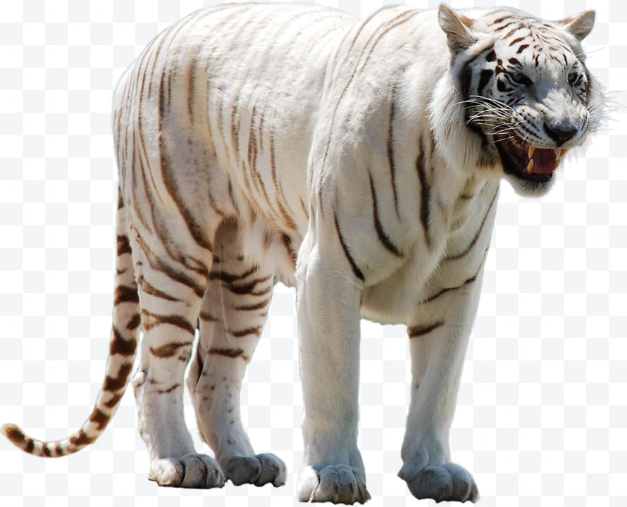 White tiger roaring standing with visible black stripes