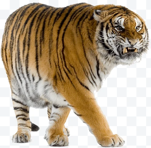 Angry tiger walking with visible fangs