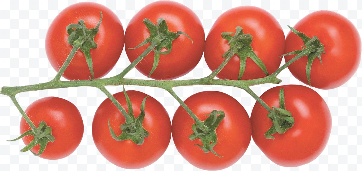 Tomatoes on the vine