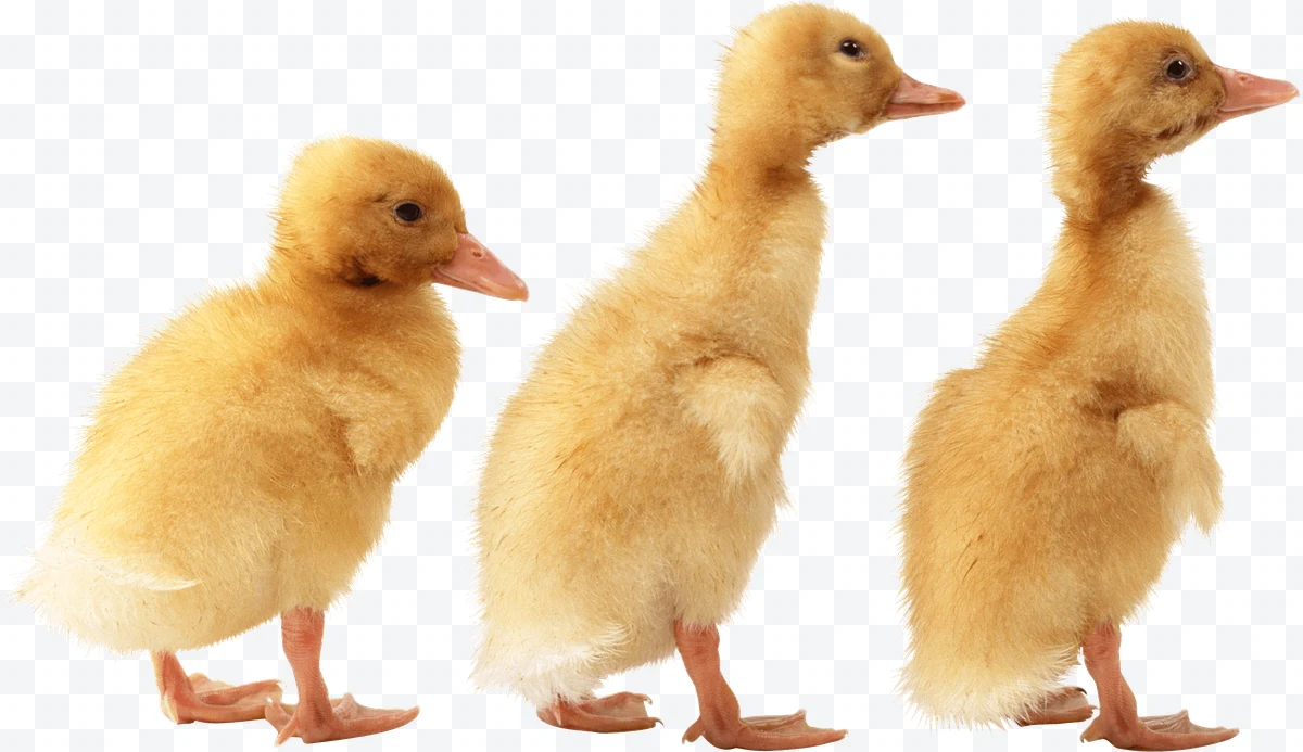 Three yellow ducklings in profile on a white background
