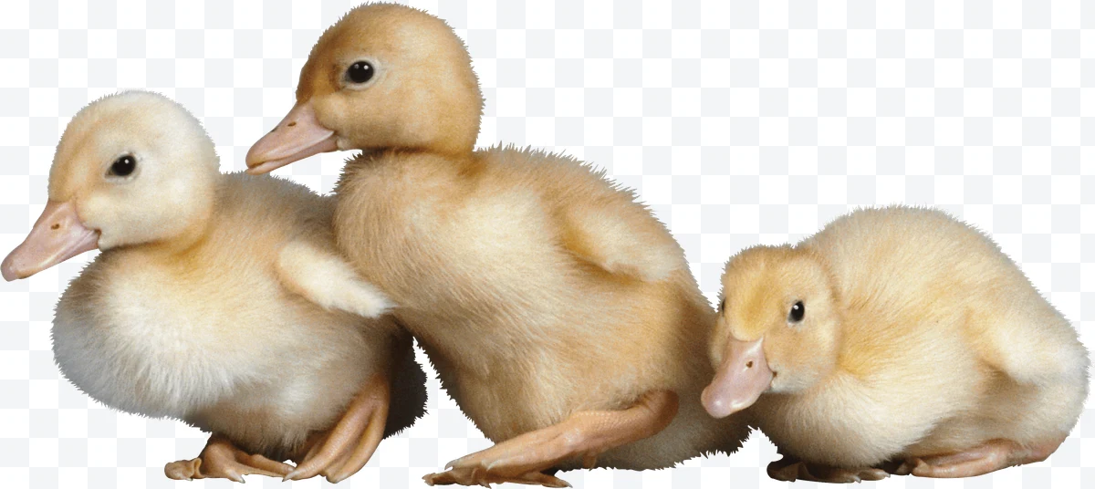 Three yellow baby ducklings with soft feathers