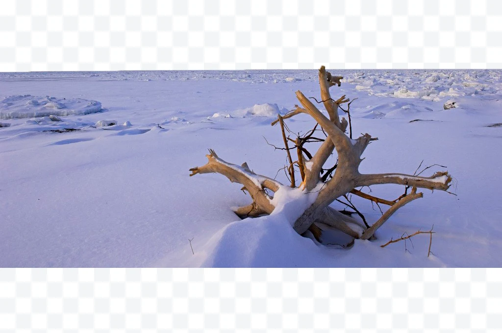 Tree trunk in the snow