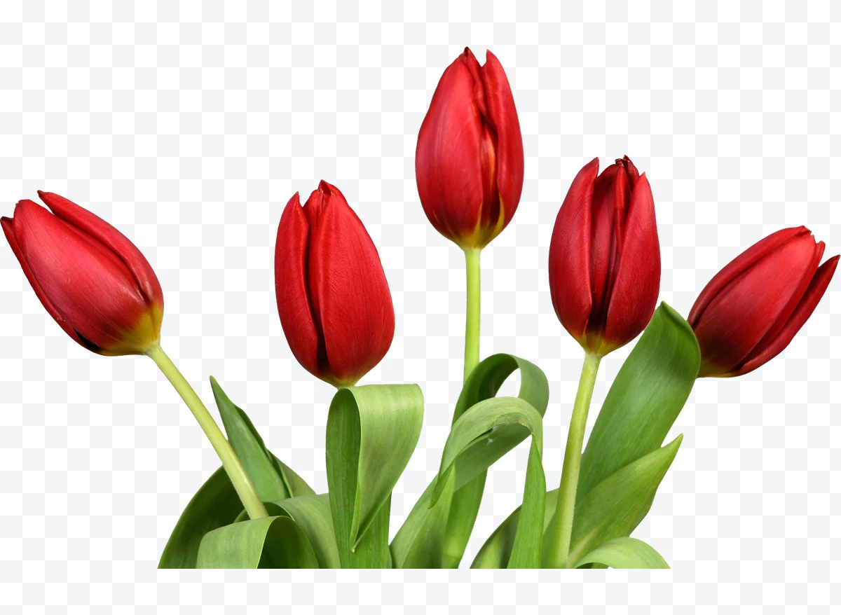 Bouquet of five red tulips with green leaves.
