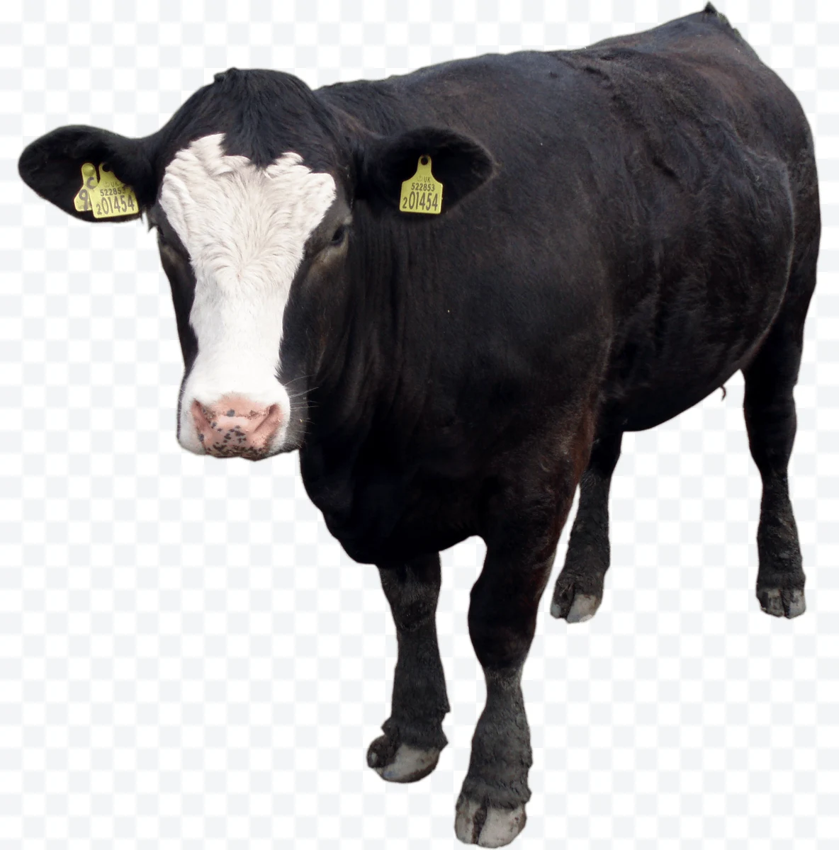 Cow