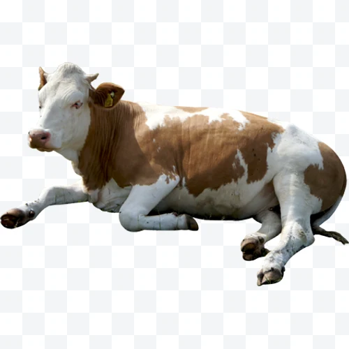 White and brown cow lying on the ground
