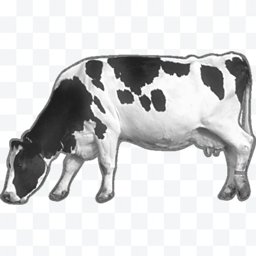 Holstein Cow