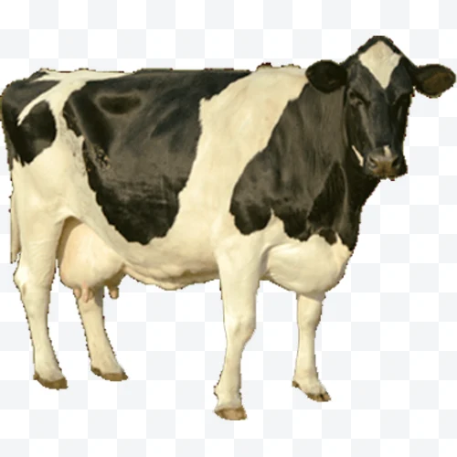 Black and white Holstein cow standing