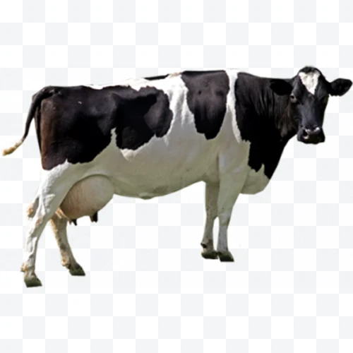 Black and white Holstein cow profile with visible udders