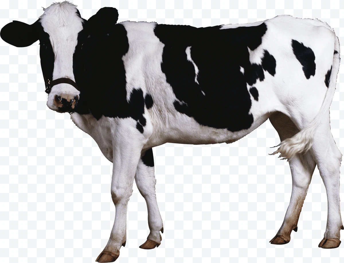Holstein Cow