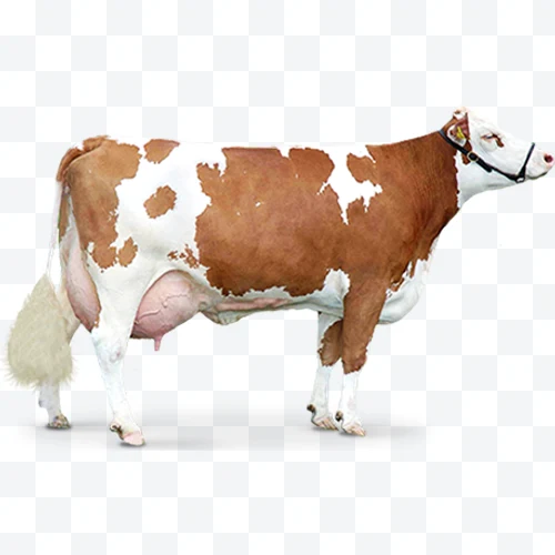 Brown and white cow in profile with muzzle