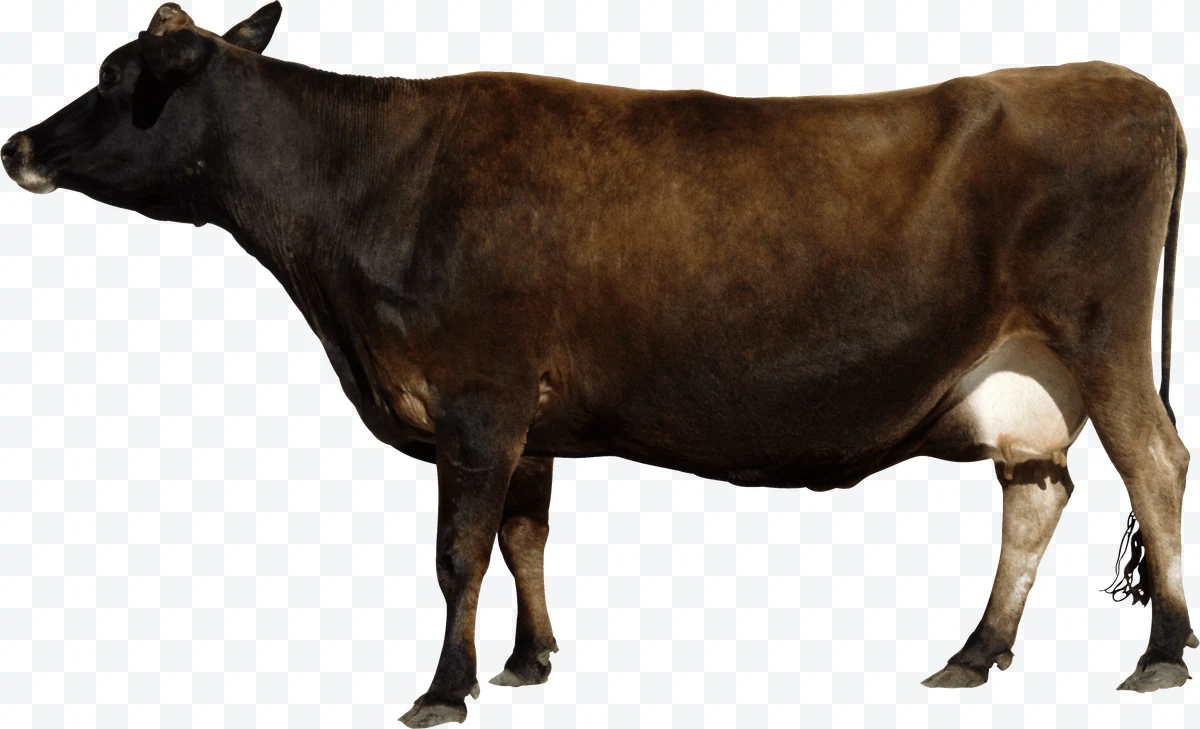 Dark brown cow in profile on a white background