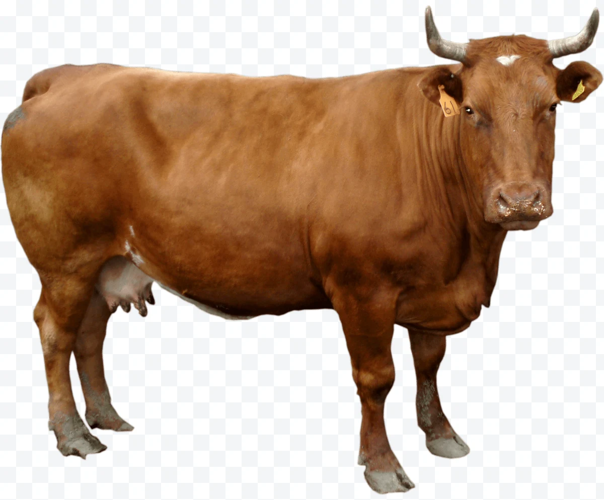 Cow
