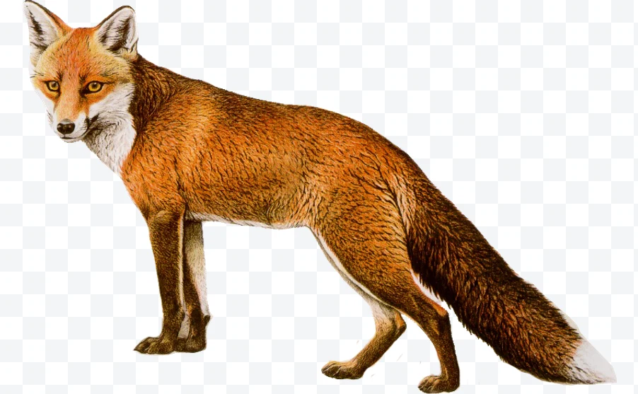 Red fox