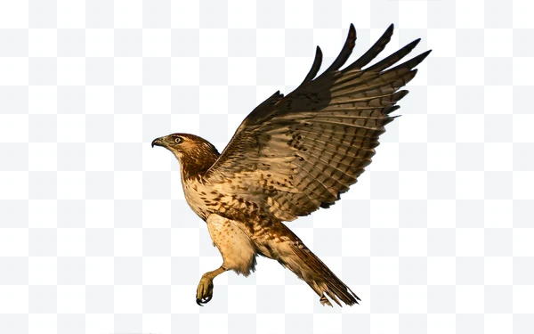 Águila