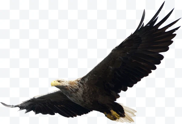 Águila calva