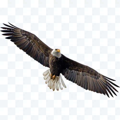 Águila calva