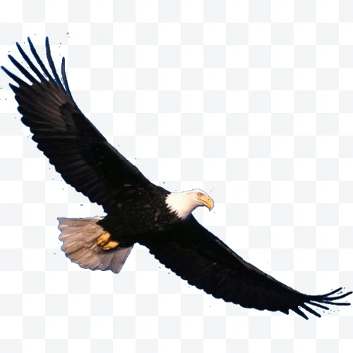 Águila calva