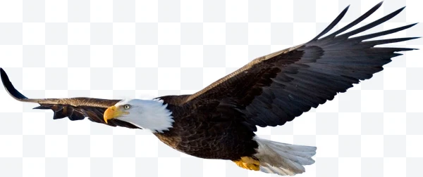 Águila calva