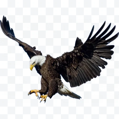 Águila calva