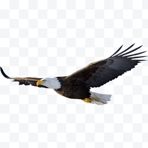 Águila calva