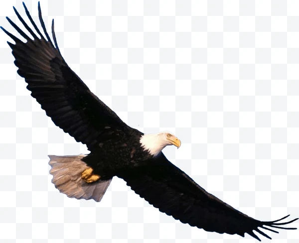 Águila calva