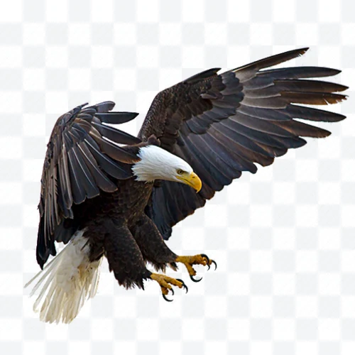 Águila calva